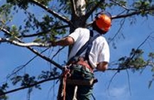 Arborists Insurance